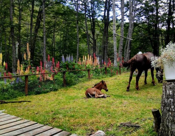 Pensión Bosque Holistico Del Fin Del Mundo *