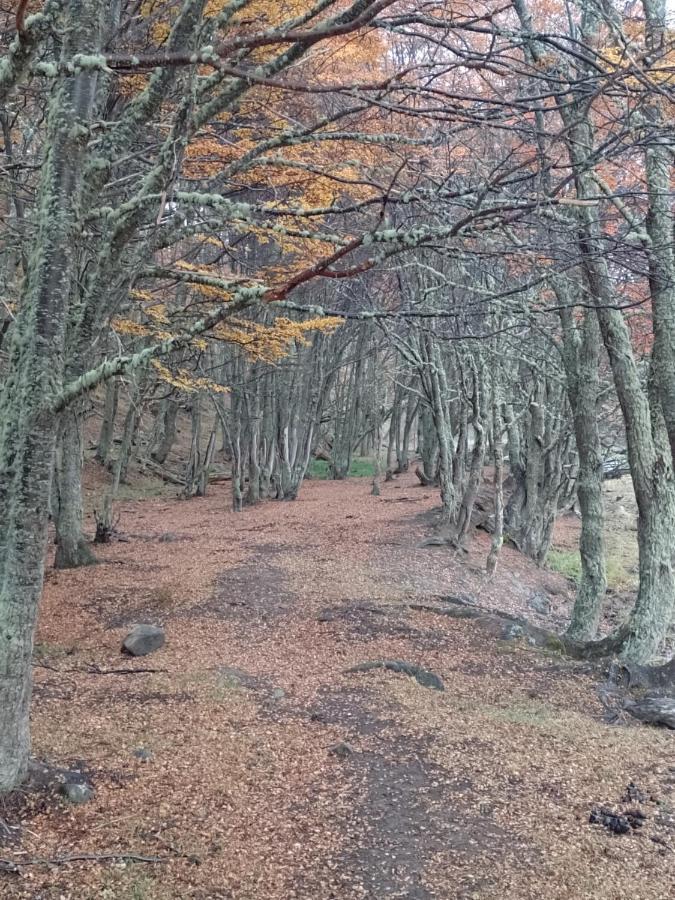 Bosque Holistico Del Fin Del Mundo *