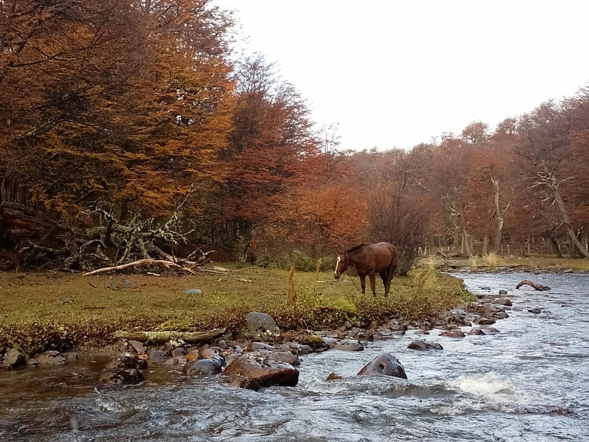 Pensión Bosque Holistico Del Fin Del Mundo Ushuaia