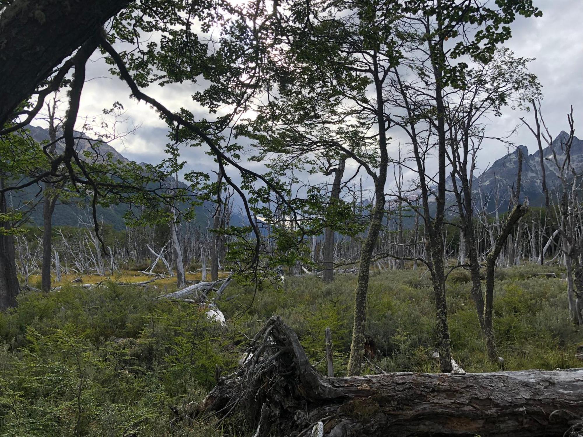 Mirando Al Canal * Ushuaia
