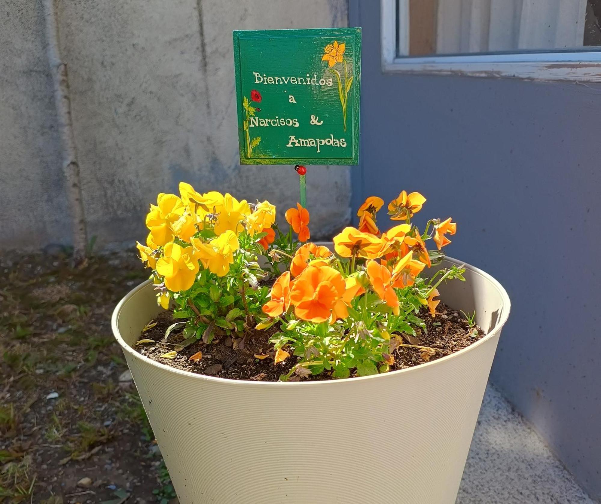 Narcisos Y Amapolas En Apartamento Ushuaia
